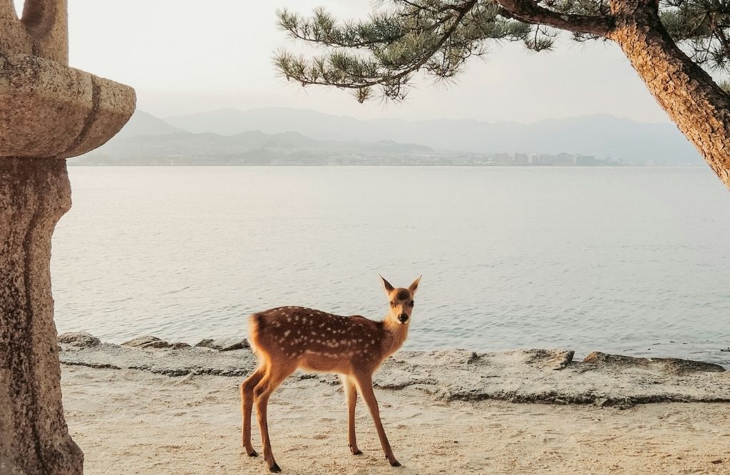 miyajima