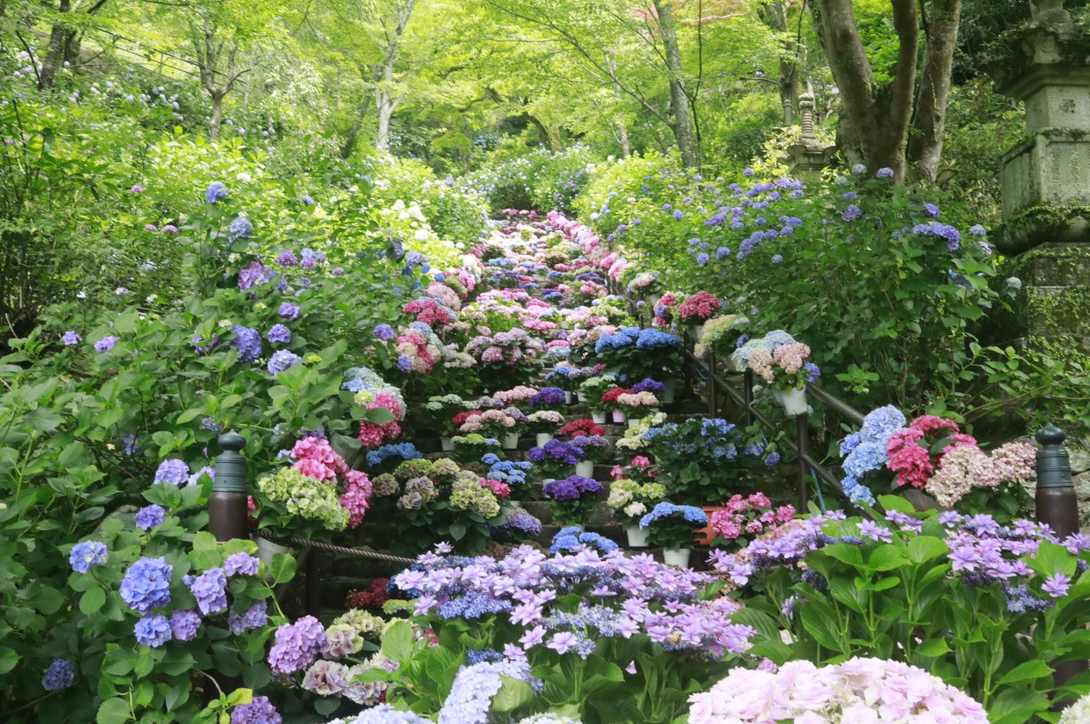 投稿についてもっと詳しく A breathtaking sea of hydrangeas at Hasedera Temple in Nara.